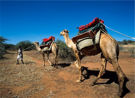 Camel treking,Loisaba Ranch,Northern Kenya Stock Photo - Rights-Managed, Code: 851-02961298