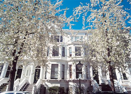 simsearch:851-02963674,k - Cherry blossom trees in full bloom,Palace Gardens Terrace,Kensington,London,UK. Stock Photo - Rights-Managed, Code: 851-02961406