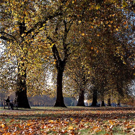 simsearch:851-02961412,k - Autumn foliage in Hyde Park,London,England,UK Foto de stock - Con derechos protegidos, Código: 851-02961661