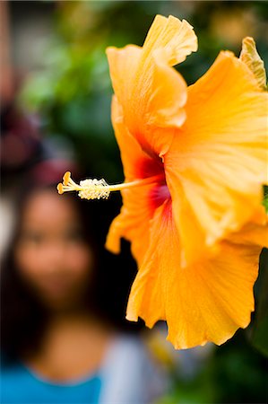 pahang - Brightly colored Hibiscus flower,Cameron Highland Butterfly Farm,Cameron Highlands,Pahang,Malaysia Foto de stock - Con derechos protegidos, Código: 851-02961771