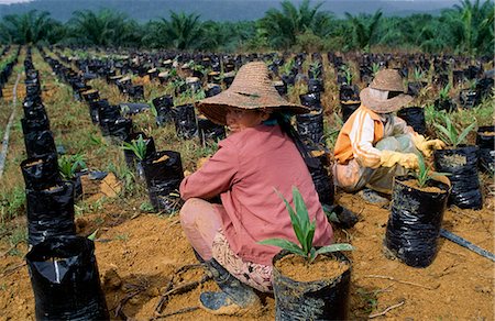 pahang - Women planting palm oil plants,Pahang State,Malaysia Foto de stock - Con derechos protegidos, Código: 851-02961838