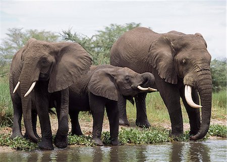 Elephants drinking from the Shire River,Liownde National Park,Malawi Foto de stock - Con derechos protegidos, Código: 851-02961973