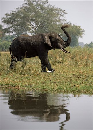 elephant in water reflection - Male elephant by river,Shire River in Liownde National Park,Malawi Stock Photo - Rights-Managed, Code: 851-02961987
