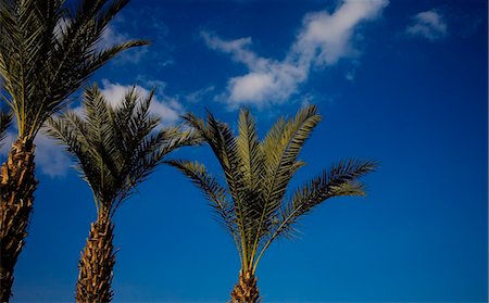 simsearch:851-02962101,k - Palm trees in Mellah area,Marrakesh,Morocco Foto de stock - Con derechos protegidos, Código: 851-02962180
