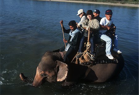 simsearch:851-02962320,k - Safari de la vie sauvage à dos d'éléphant, Chitwan Népal Photographie de stock - Rights-Managed, Code: 851-02962320