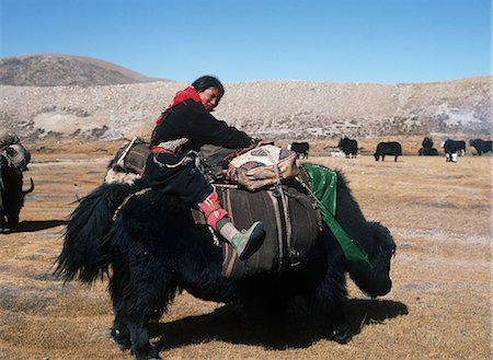 Buddhist woman riding a Yak,Limi,Humla Region,(NW),Nepal Stock Photo - Rights-Managed, Code: 851-02962330