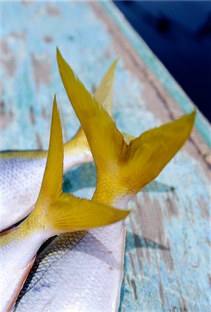 simsearch:851-02961173,k - Colourful fish tails,South China sea,Palawan,Philippines Stock Photo - Rights-Managed, Code: 851-02962455