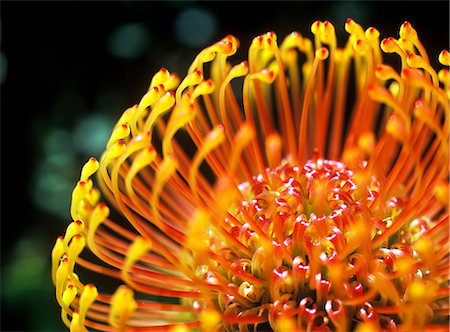 simsearch:851-02962601,k - Détail d'une fleur de Protea, jardin botanique de Kirstenbosch, Cape Town, Afrique du Sud. Photographie de stock - Rights-Managed, Code: 851-02962576