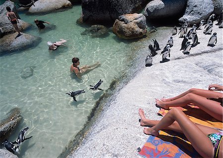 sun bather - Penguins swimming around tourists,Boulders Beach,Cape peninsula,South Africa Stock Photo - Rights-Managed, Code: 851-02962615