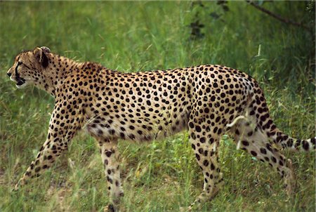 simsearch:851-02962595,k - Cheetah traque. Sabi sands, Afrique du Sud. Photographie de stock - Rights-Managed, Code: 851-02962636