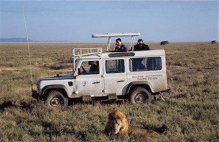 safari a animals - Lion watching on safari,Tanzania Stock Photo - Rights-Managed, Code: 851-02963286