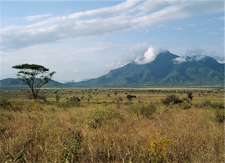 simsearch:851-02963287,k - Savanah, Tanzanie Photographie de stock - Rights-Managed, Code: 851-02963288