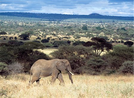 simsearch:851-02963314,k - Eléphant marchant dans l'herbe sèche dans le Parc National de Tarangire, Tanzanie. Photographie de stock - Rights-Managed, Code: 851-02963291