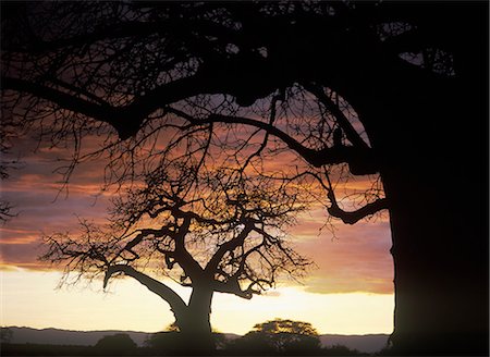 simsearch:851-02963287,k - Baobabs au crépuscule dans le Parc National de Tarangire, Tanzanie. Photographie de stock - Rights-Managed, Code: 851-02963293