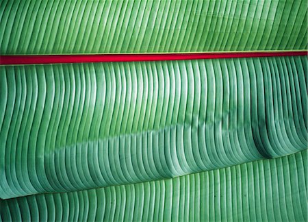 simsearch:851-02963314,k - Detail of banana leaves near Ngorogoro National Park,Tanzania. Foto de stock - Con derechos protegidos, Código: 851-02963318