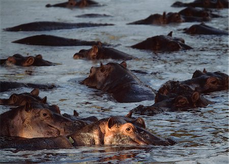 simsearch:851-02963307,k - Hippos wallowing in pool at dusk,Selous Game Reserve,Tanzania Foto de stock - Con derechos protegidos, Código: 851-02963328