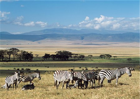 Zebra,Ngorogoro National Park,Tanzania. Stock Photo - Rights-Managed, Code: 851-02963321