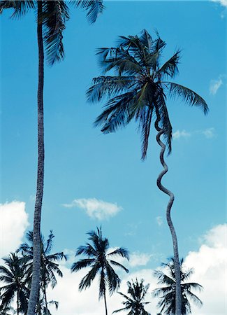 simsearch:851-02963287,k - Palmier aurait été frappé par la foudre. Zanzibar, Tanzanie. Photographie de stock - Rights-Managed, Code: 851-02963346