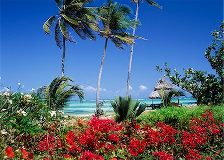 simsearch:851-02963287,k - Face à la mer, Paje, Zanzibar, Tanzanie Photographie de stock - Rights-Managed, Code: 851-02963358