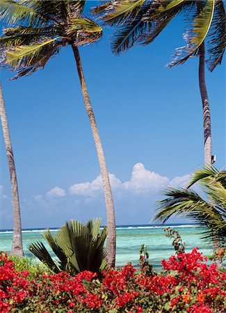 simsearch:851-02963306,k - Face à la mer à travers les buissons de bougainvillées de The Palms Hotel, Paje, Zanzibar, Tanzanie. Photographie de stock - Rights-Managed, Code: 851-02963359