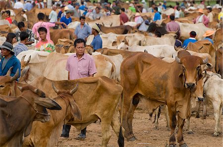 People at cattle market,Ubon Ratchathani,Isan,Thailand Fotografie stock - Rights-Managed, Codice: 851-02963464