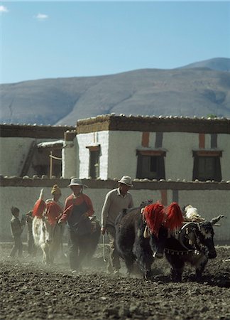 simsearch:851-02963985,k - Labourage des champs avec Yak, Lhartse, Tibet. Photographie de stock - Rights-Managed, Code: 851-02963523