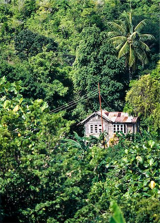 Maison au coeur de la jungle et forêt tropicale humide, Tobago. Photographie de stock - Rights-Managed, Code: 851-02963544