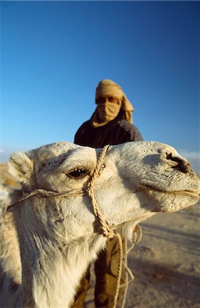 simsearch:851-02961741,k - Cavalier chameau berbère et chameau pendant un chameau trek dans le désert du Sahara de Douz (ville sur le bord du sud de la Tunisie), Tunisie. Photographie de stock - Rights-Managed, Code: 851-02963600