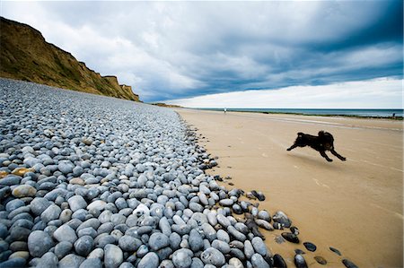 running on beach with dog - Dog running on beach,Weybourne,Norfolk,England Stock Photo - Rights-Managed, Code: 851-02963779