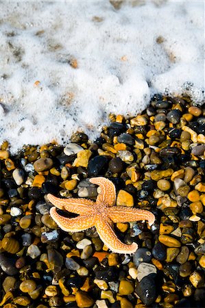 Seestern auf Kiesel Strand, Weybourne, Norfolk, Großbritannien Stockbilder - Lizenzpflichtiges, Bildnummer: 851-02963782