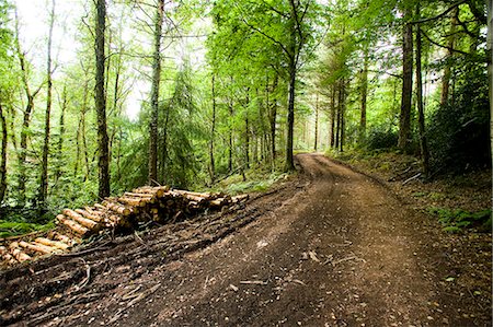 simsearch:851-02963740,k - Sentier dans la forêt avec des billes de bois, Gallax hill près de Dunster North Devon, Exmoor, Royaume-Uni Photographie de stock - Rights-Managed, Code: 851-02963804