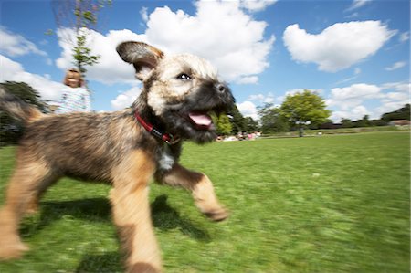 puppy in the park - Border Terrier puppy running in park, Stock Photo - Rights-Managed, Code: 851-02963828