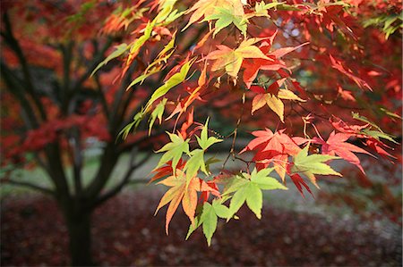 simsearch:851-02963821,k - Japanese Maple tree,Tetbury,Cotswolds,Gloucestershire,England Foto de stock - Direito Controlado, Número: 851-02963822