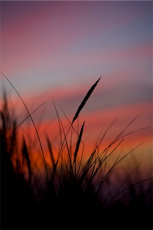 Grass Silhouetted against Sunset,West Wittering,Sussex,England,UK Stock Photo - Rights-Managed, Code: 851-02963844