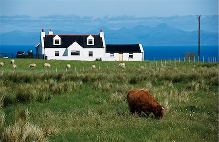 scotland sheep - Isle of Skye,Scotland,UK Stock Photo - Rights-Managed, Code: 851-02963939