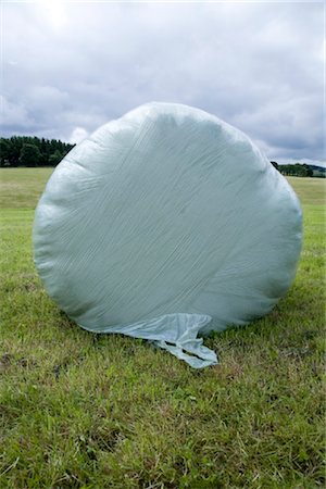 plants and economy - Welded Hay bale Stock Photo - Rights-Managed, Code: 853-05523653