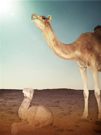 Camel with young deer, desert, Qatar, Arabia Fotografie stock - Rights-Managed, Codice: 853-05523901