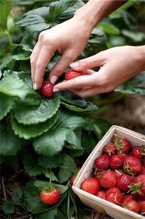 fraise - Jeune femme en fraiseraie Photographie de stock - Rights-Managed, Code: 853-06441517