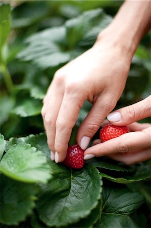 picking hand - Young woman in strawberry field Stock Photo - Rights-Managed, Code: 853-06441536