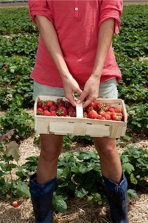 picking - Young woman in strawberry field Stock Photo - Rights-Managed, Code: 853-06441544