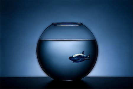photography objects - Shark in a fish bowl Stock Photo - Rights-Managed, Code: 853-06442038