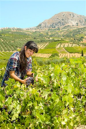 farm work - Young woman grape harvesting, Crete, Greece Stock Photo - Rights-Managed, Code: 853-07026687