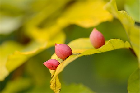 Beech gall midges (Mikiola fagi) on a European beech leaf (Fagus sylvatica) Stock Photo - Rights-Managed, Code: 853-07241937