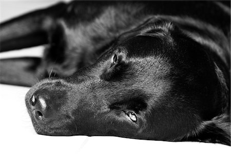 dog lying down black - dark haired woman, portrait Stock Photo - Rights-Managed, Code: 853-02914573