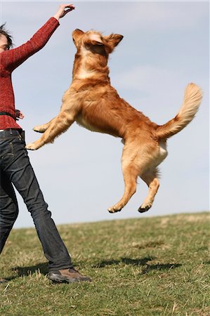 purified - Golden Retriever jumping into the air, side view Stock Photo - Rights-Managed, Code: 853-02913996