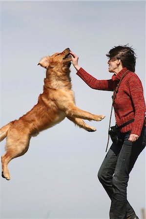 Golden Retriever jumping into the air, side view Stock Photo - Rights-Managed, Code: 853-02913997