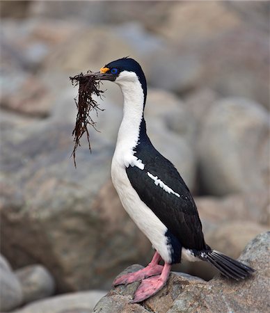 An Antarctic blue-eyed shag carries seaweed to its nest on Gibbs Island, which lies to the southwest of Elephant Island and is part of Britain s South Shetland Islands. Fotografie stock - Rights-Managed, Codice: 862-05996628