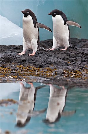 Adélie Penguins at Brown Bluff   a flat-topped extinct volcano on the Antarctic Peninsula s northeastern tip. Stock Photo - Rights-Managed, Code: 862-05996635