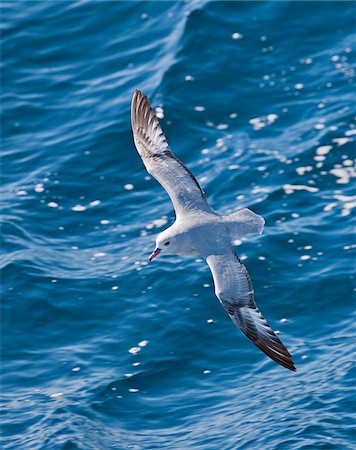 paso de drake - A Southern Antarctica Fulmar in flight. These birds have a circumpolar distribution at sea. Foto de stock - Con derechos protegidos, Código: 862-05996659