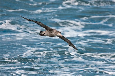 Un Pétrel géant du Nord en vol. Ces oiseaux est répandus dans les mers du Sud. Photographie de stock - Rights-Managed, Code: 862-05996663